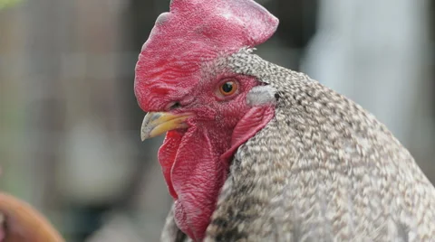Close Up Of The Head Chicken Stock Footage 62901290