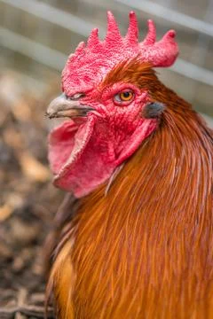 Close up of a head of a chicken Stock Photos