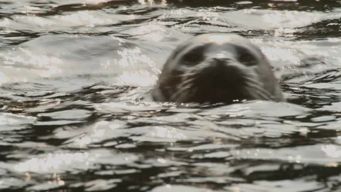 Close-up head of common seal peeks out from surface of water. Stock Footage 231597885