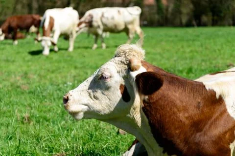 Close up on the head of a cow Stock-Fotos