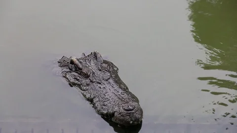 Close up of a head crocodile Stock Footage 103942165