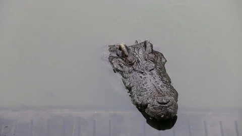 Close up of a head crocodile Stock Footage 111857424