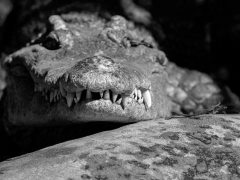 Close up Head of Crocodile with Teeth Isolated on Background, Black and White Photos