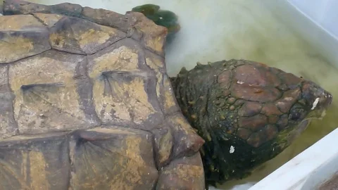 A close-up of the head of a crocodile turtle Vídeos de archivo 72201007