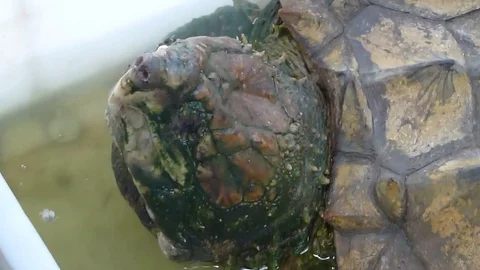 A close-up of the head of a crocodile turtle Stock Footage 72201633