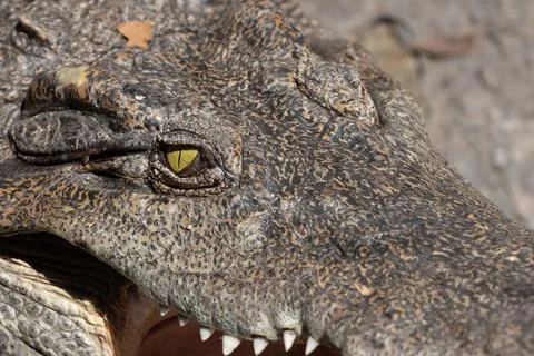 Close-up Head of Crocodile was Sunbathing Isolated on Background Stock Photos