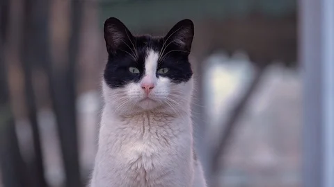 Close up of the head of a curious cat Stock-Footage 88686757