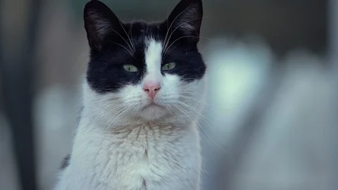 Close-up of the head of a curious cat Stock-Footage 88686887