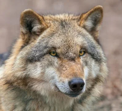 Close up of head of Dangerous Grey Wolf Stock Photos