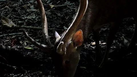 Close up of the head of a deer eating, with dim lighting. Stock Footage 241552110