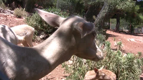 Close up of head of a deer 動画素材 25607461