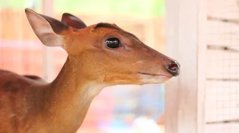 A Close-up of the Head of a Deer Stock Footage 35205601