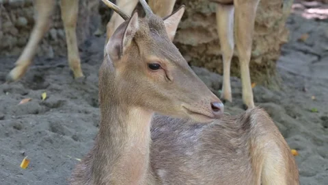 Close up head deer Stock-Footage 265530979