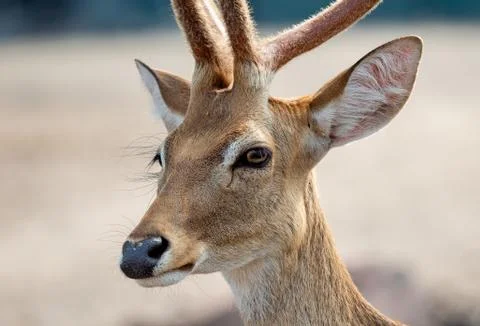 Close up Head of Deer Isolated on Background Stock Photos