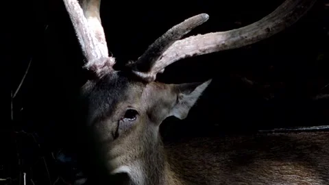 Close up of the head of a deer standing in the shadow of a tree. Stock Footage 241552108