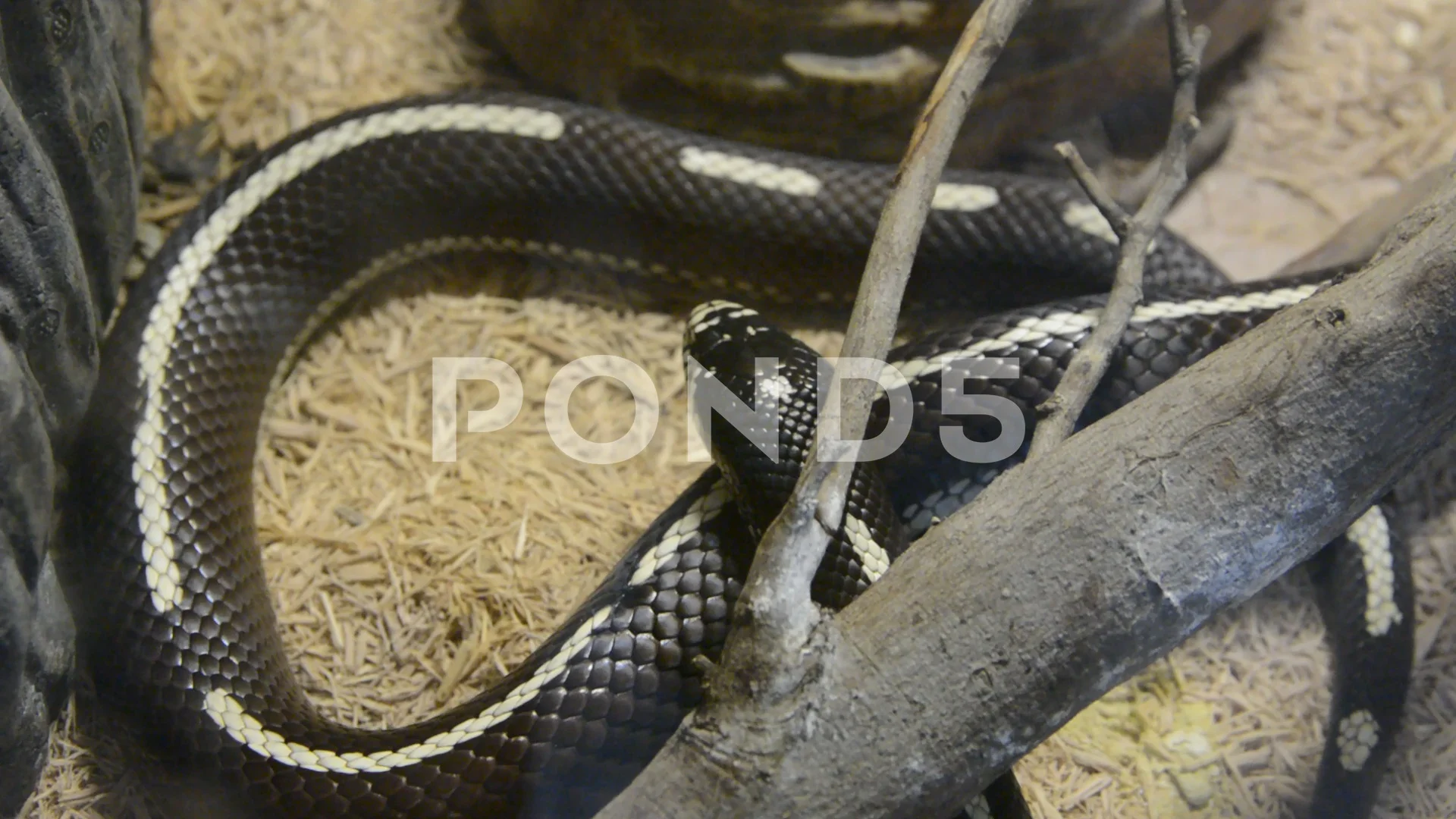 desert snake black head