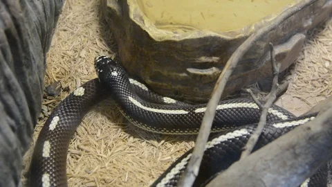 Close up head of desert black snake  動画素材 114508543