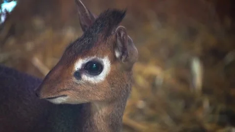 Close up of head of a Dik-dik antelope	 Stock Footage 254944497