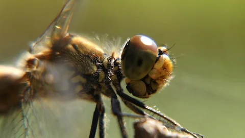 Close-up of the head of the dragonfly that  sits  on a branch. Stock Footage 105364575