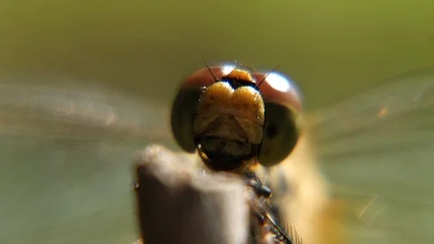 Close-up of the head of the dragonfly that  sits  on a branch. Stock Footage 105365396