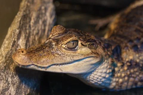 Close-up of the head of a dwarf crocodile Stock Photos
