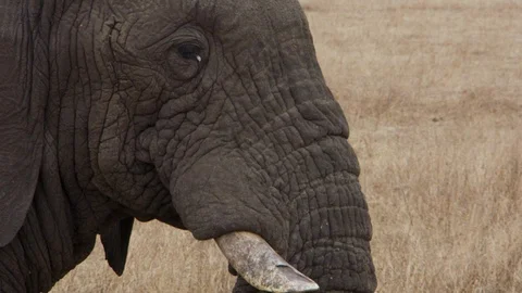 Close-up of the head of an elephant walking through the savannah Video stock 104995671