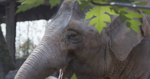 Close-up of head elephant while tourist feeding at the zoo Stock Footage 230059145