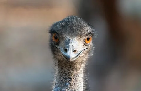 Close up of the head of an emu Foto stock