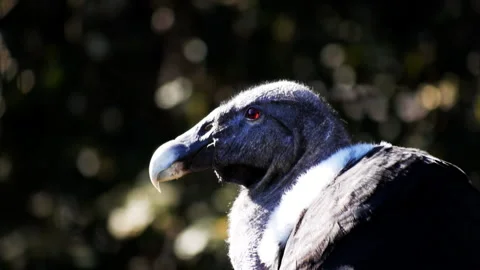 Close up of the head of a female condor Stock Footage 134140883