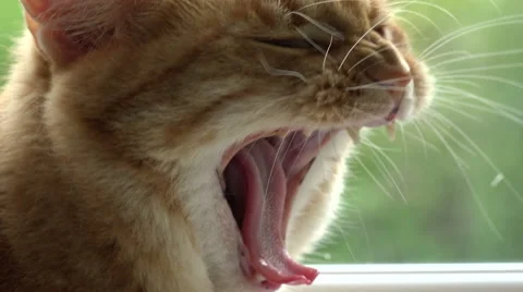 Close up of head of female ginger cat, opens mouth and yawns Stock Footage 42223731