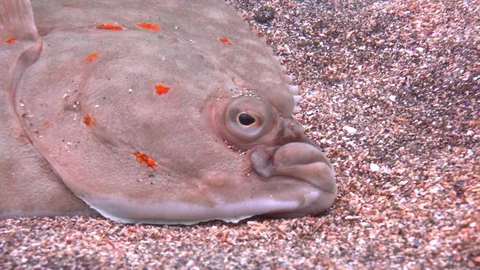 Close-up of the head flatfish lying at the bottom of the Norwegian sea. Stock Footage 106230056