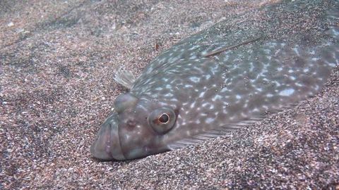 Close-up of the head flounder lying at the bottom of the Norwegian sea. Stock Footage 106235696