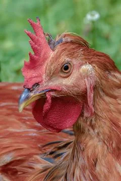 Close-up of the head of a a free range red rooster, resting in a farm at the  Foto stock