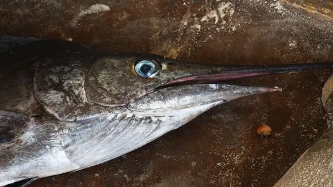 Close Up Head Of Freshly Caught Sailfish Lies On Floor In The Market Stock Footage 115663946