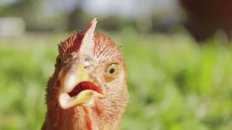 Close up of the head of a funny red cock Stock Footage 78599062