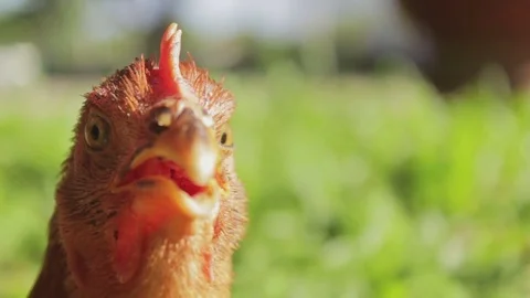 Close up of the head of a funny red cock Stock Footage 78599085