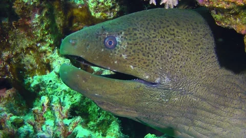 Close-up of the head of a Giant moray opening and closing its mouth. Stock Footage 289011074