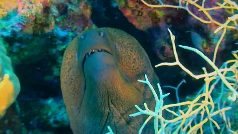 Close-up of the head of a Giant moray opening and closing its mouth, front view. Stock Footage 292745055