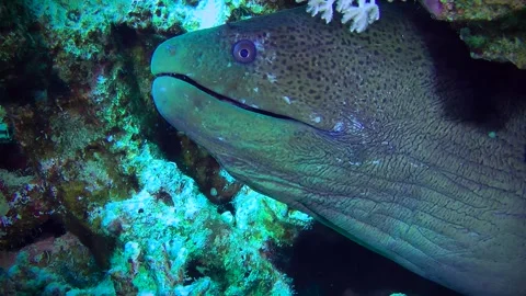 Close-up of the head of a Giant moray peeking out of a hole in a coral reef. Stock Footage 285084233