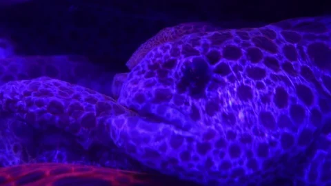 Close up head of giant Wolf Fish Stock Footage 73445932