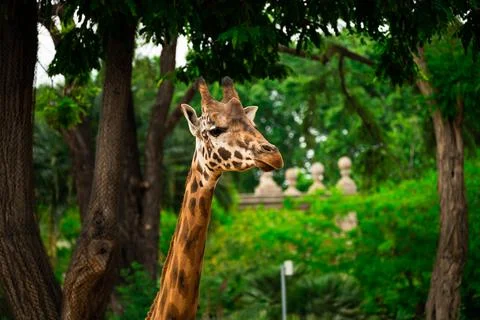 Close-up of the head of a giraffe on a background of greenery. Stock Photos