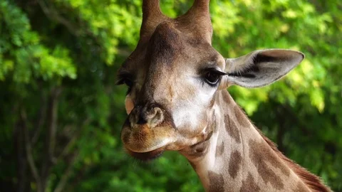 Close-up head of a giraffe chewing food  Stock Footage 112950676