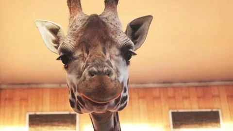 Close-up on the head of a giraffe. The giraffe eats and sticks out its tongue Stock Footage 224060911