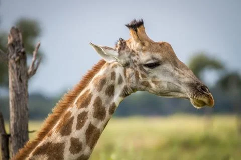 Close up of the head of a giraffe. Stock Photos