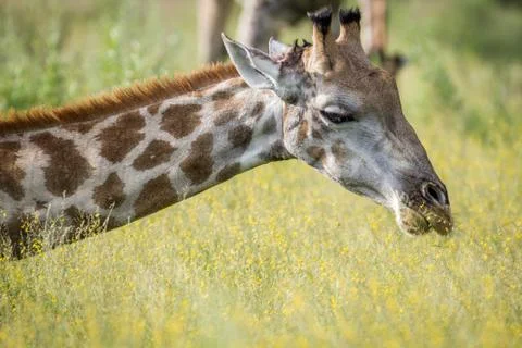 Close up of the head of a giraffe. Stock Photos