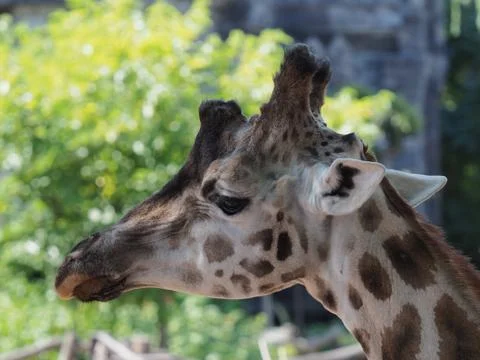 Close up of the head of a giraffe. 스톡 사진