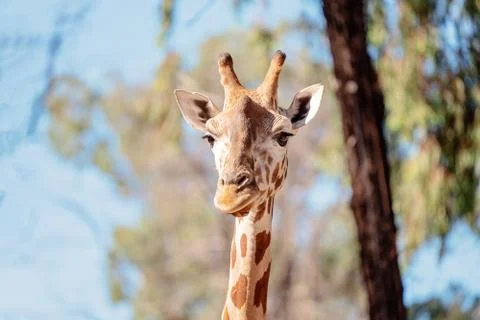 Close Up Of The Head Of A Giraffe Stock Photos