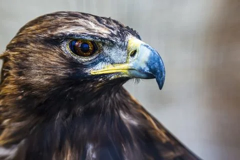 Close-up of the head of a golden eagle. Stock Photos