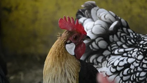 Close up of head of golden rooster standing on traditional rural barnyard Stock Footage 134620682
