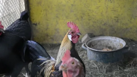 Close up of head of golden rooster standing on traditional rural barnyard Stock Footage 134621007